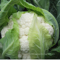 HCF11 Confen heat resistent F1 hybrid cauliflower seeds